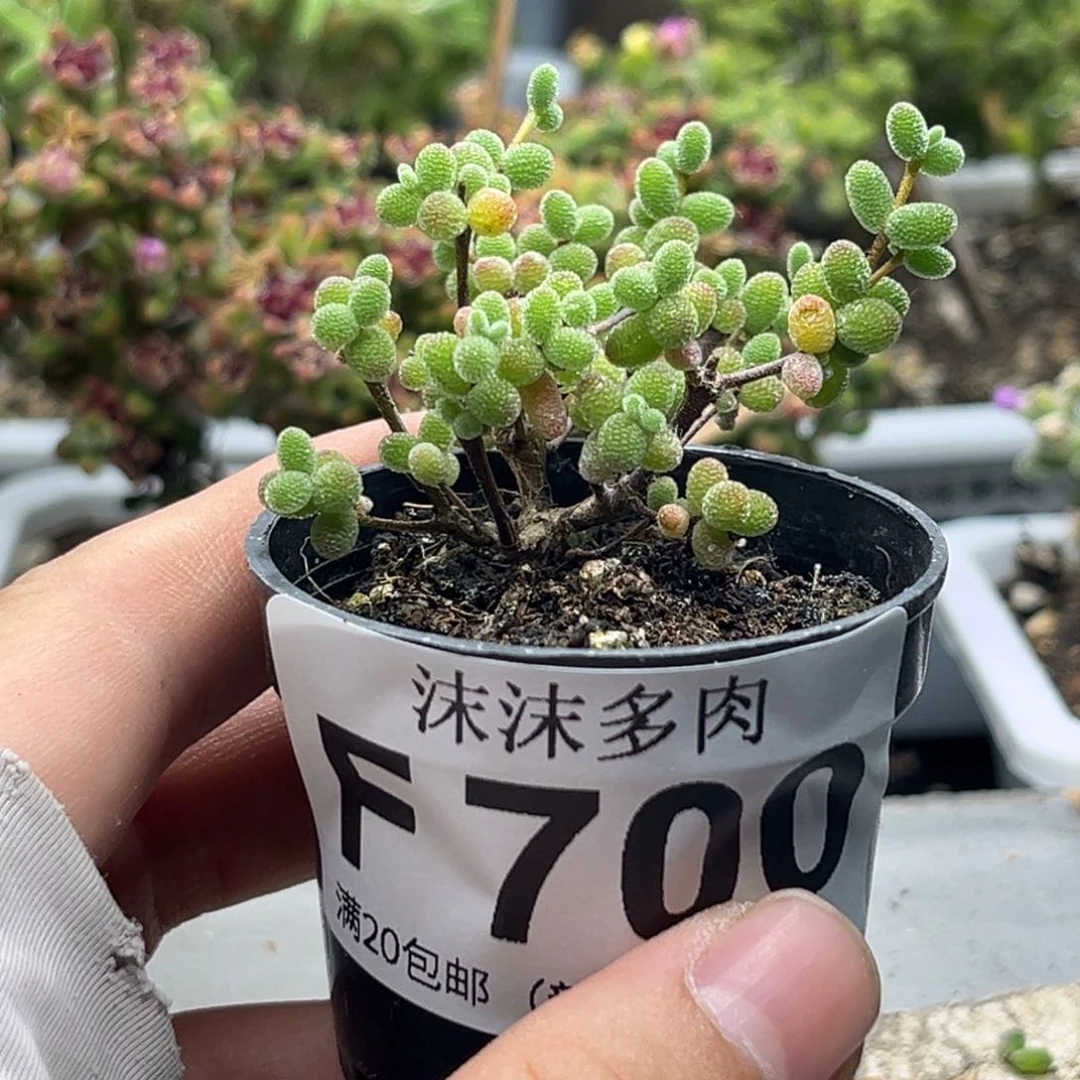 B****芙福利 700。