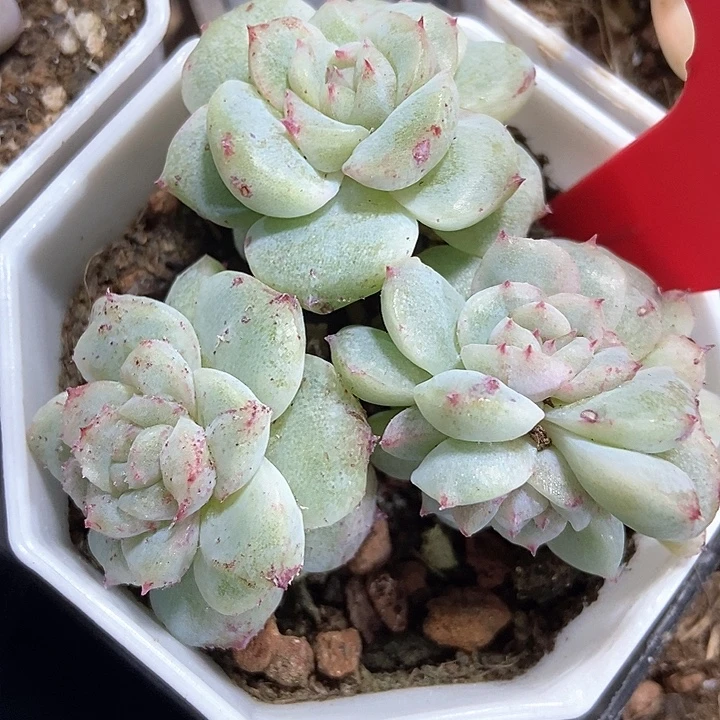 多肉植物甜心石化810