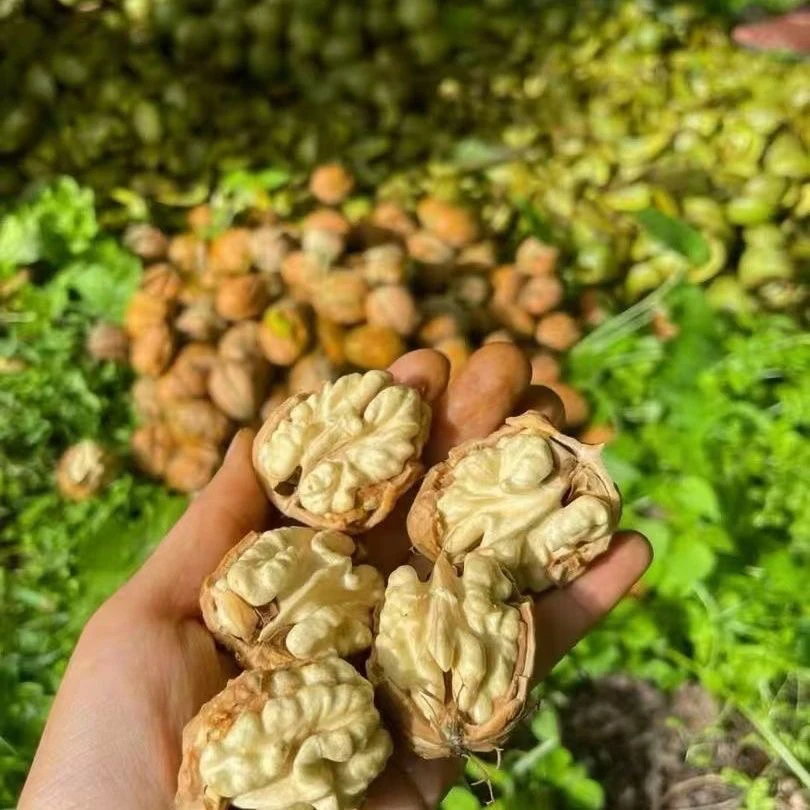 高山老树核桃（农村仙仙）