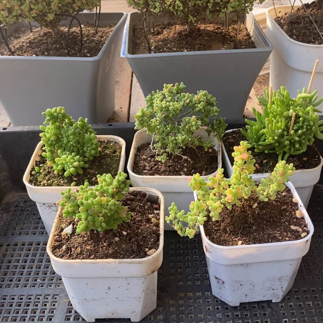 枝干番杏蜜桔糖球363