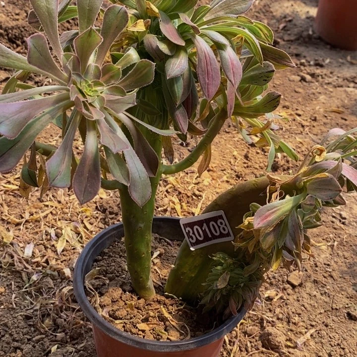 30108号碧螺春缀化