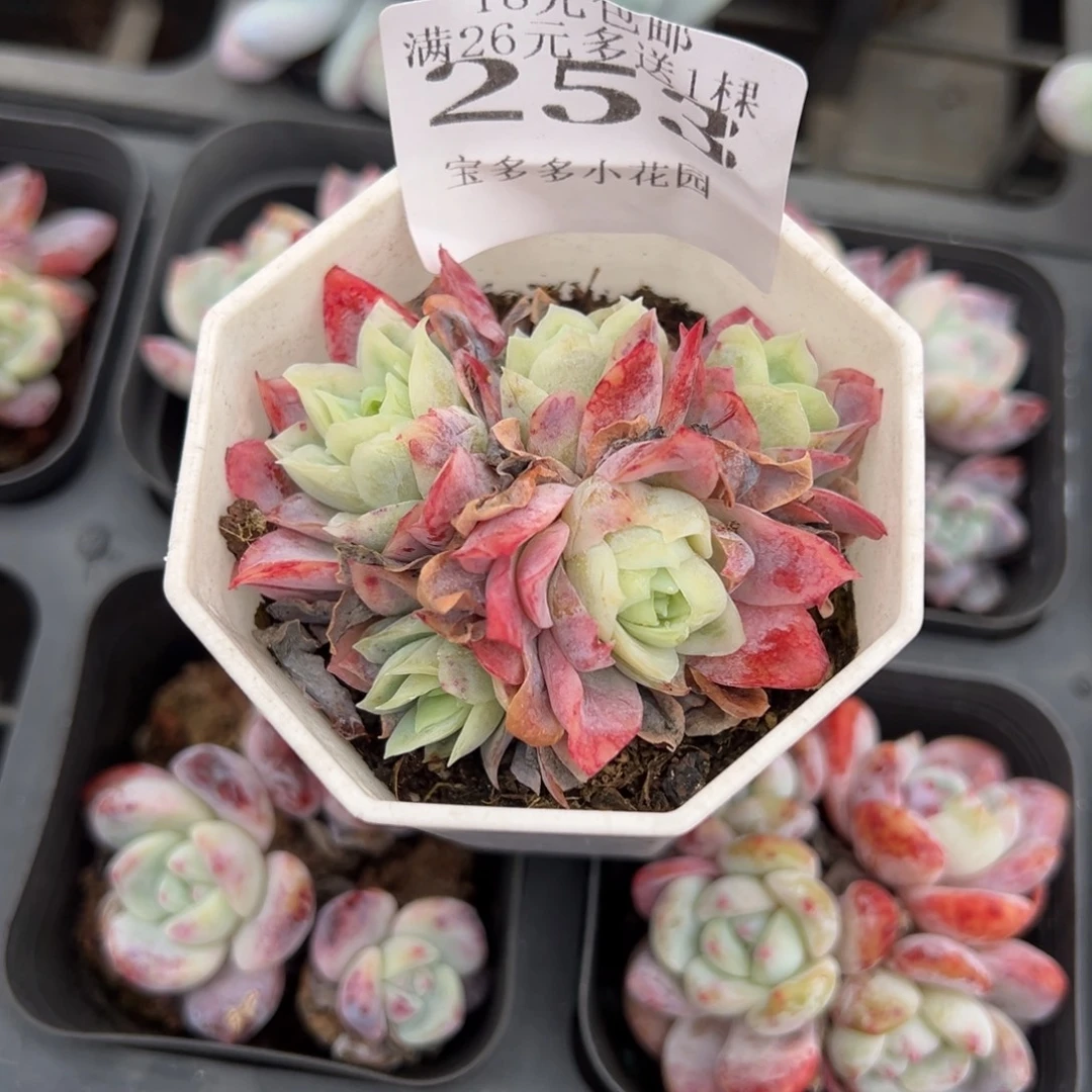 永***間253号冰片锦量拍多肉满18元包邮下午发货