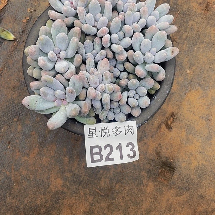 ?**乐星悦多肉 B213