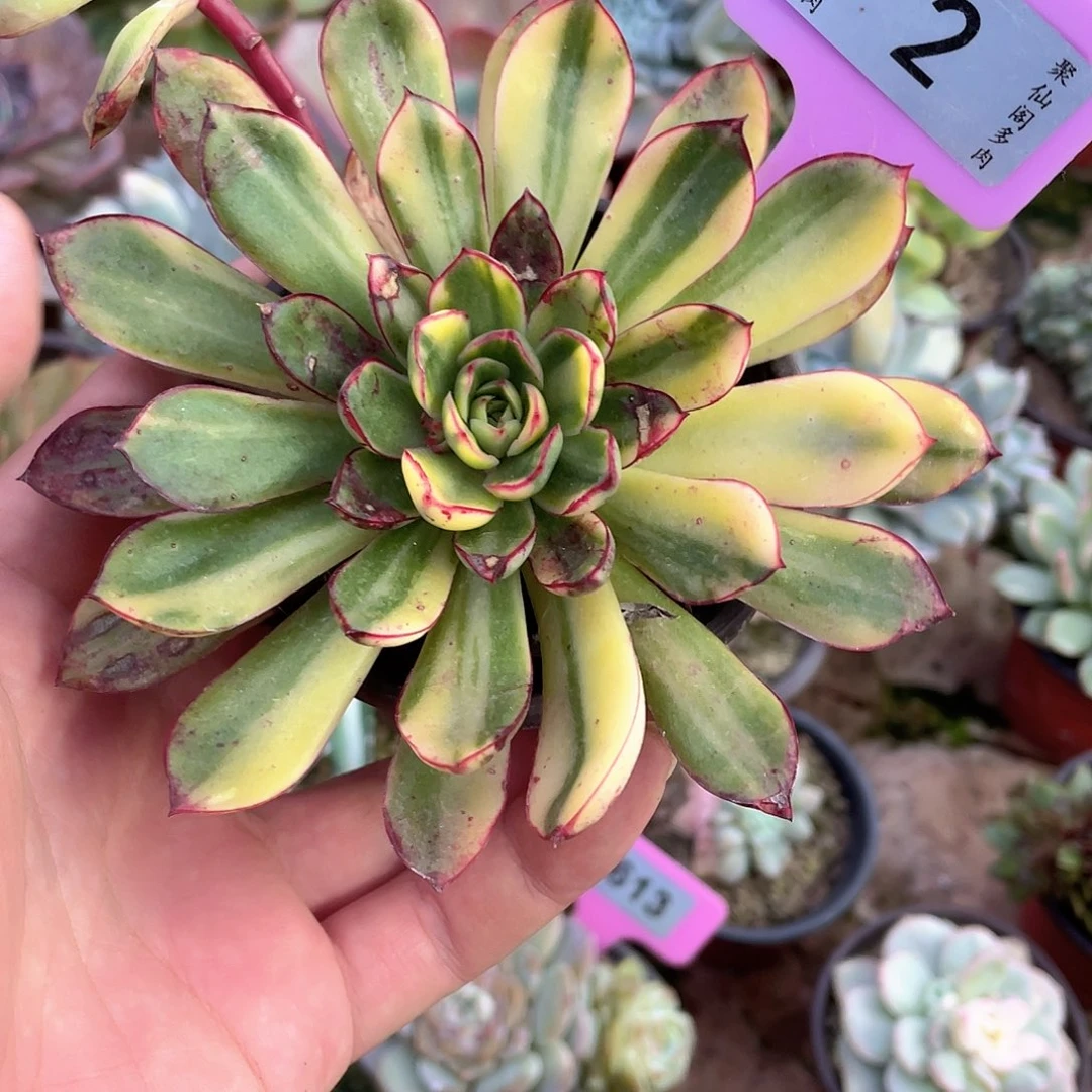 怎***/2号多肉植物盆栽植物