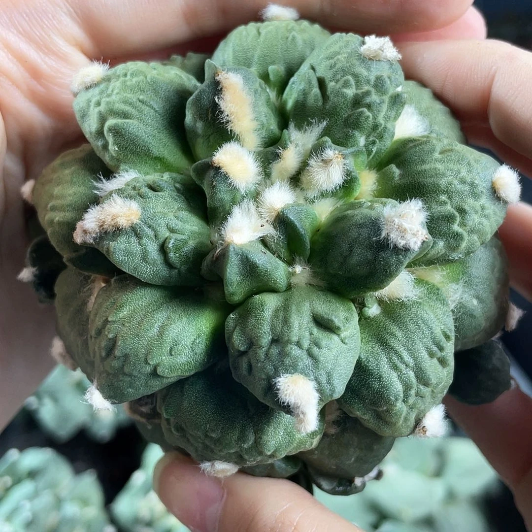 9cm自根好好怒涛萝卜根