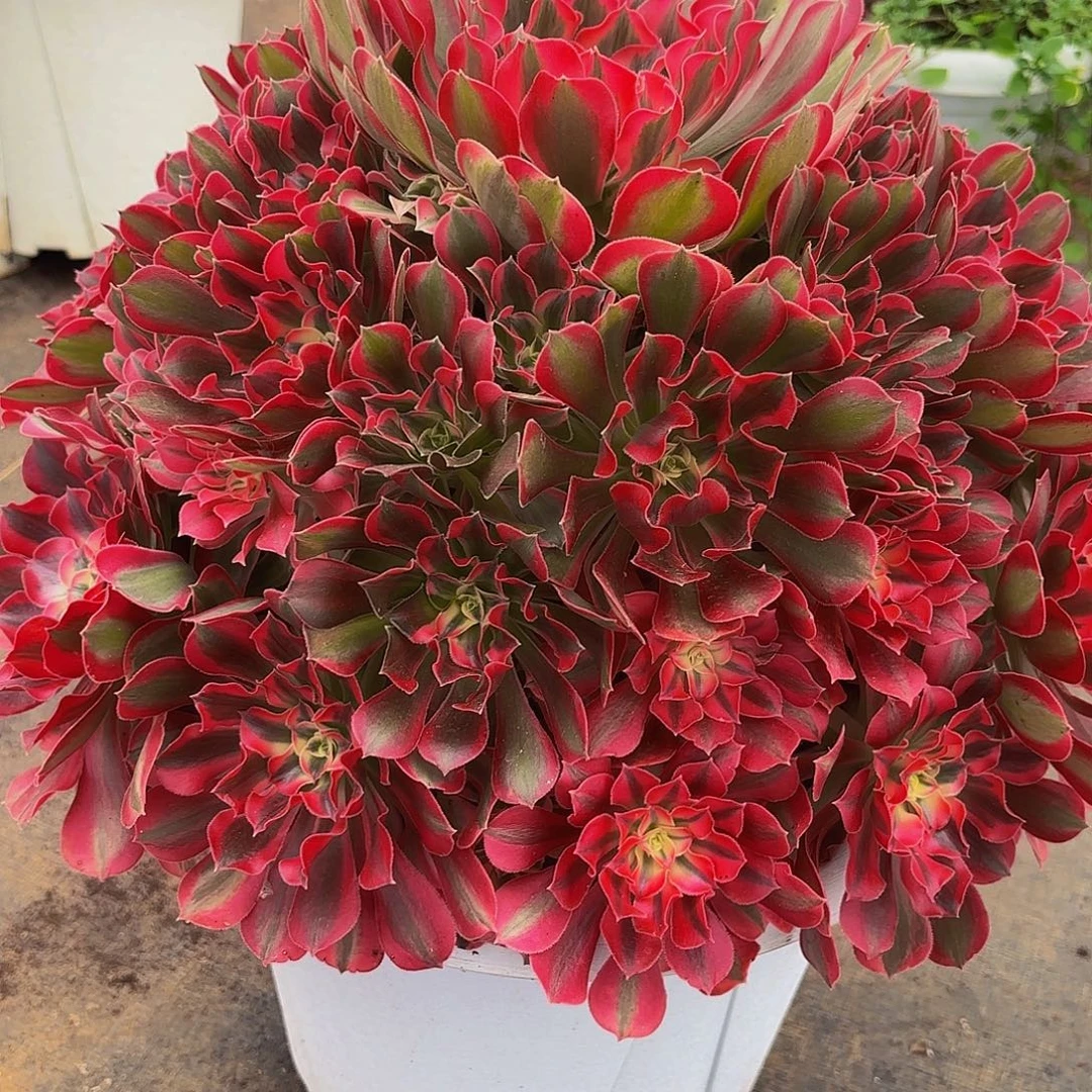 男神多肉植物一颗