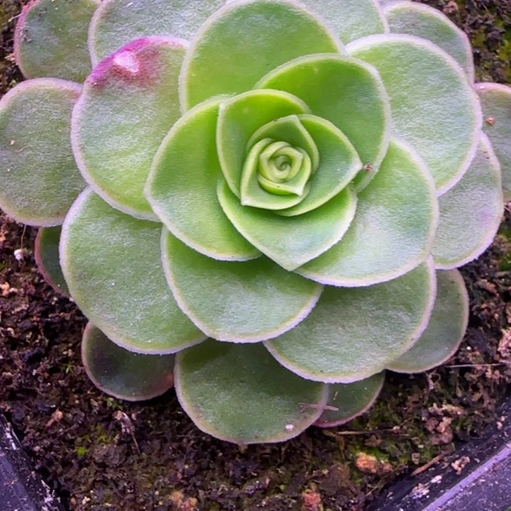 5厘米长13534343467383