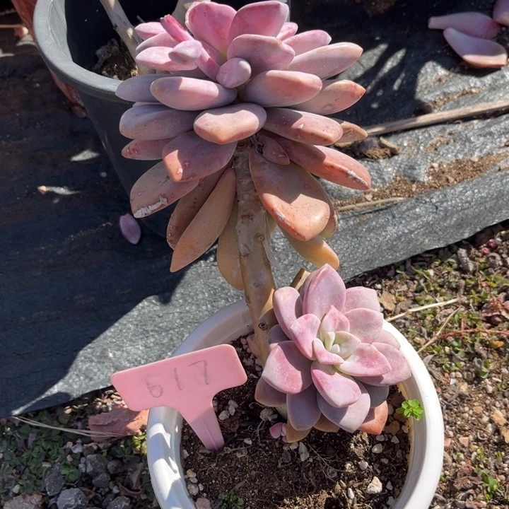 桃双多肉植物617