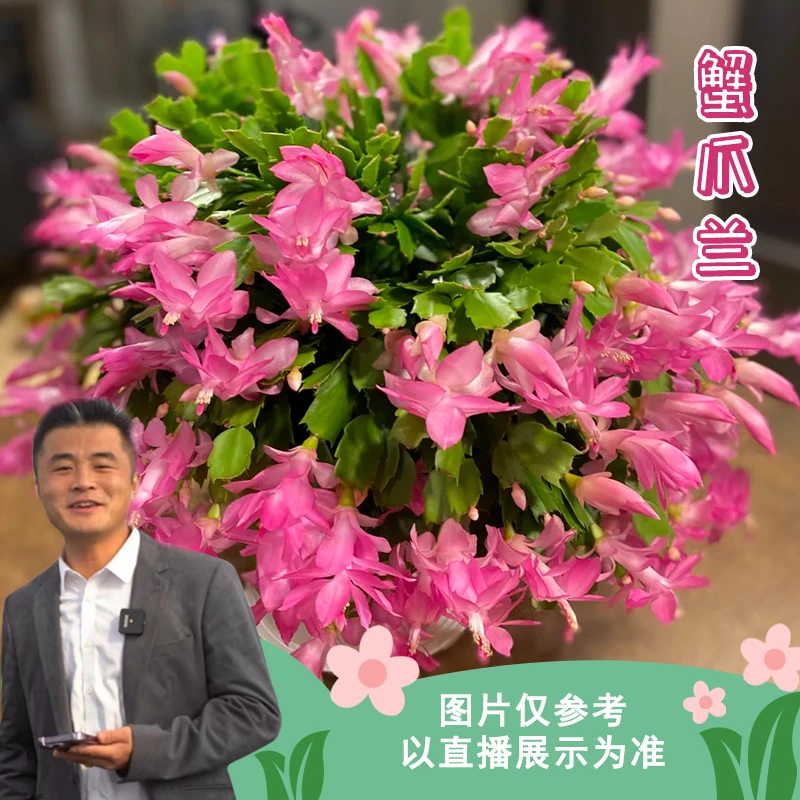 【老花医】蟹爪兰盆栽带花苞带盆多色重瓣花卉植物室内黄金蟹爪