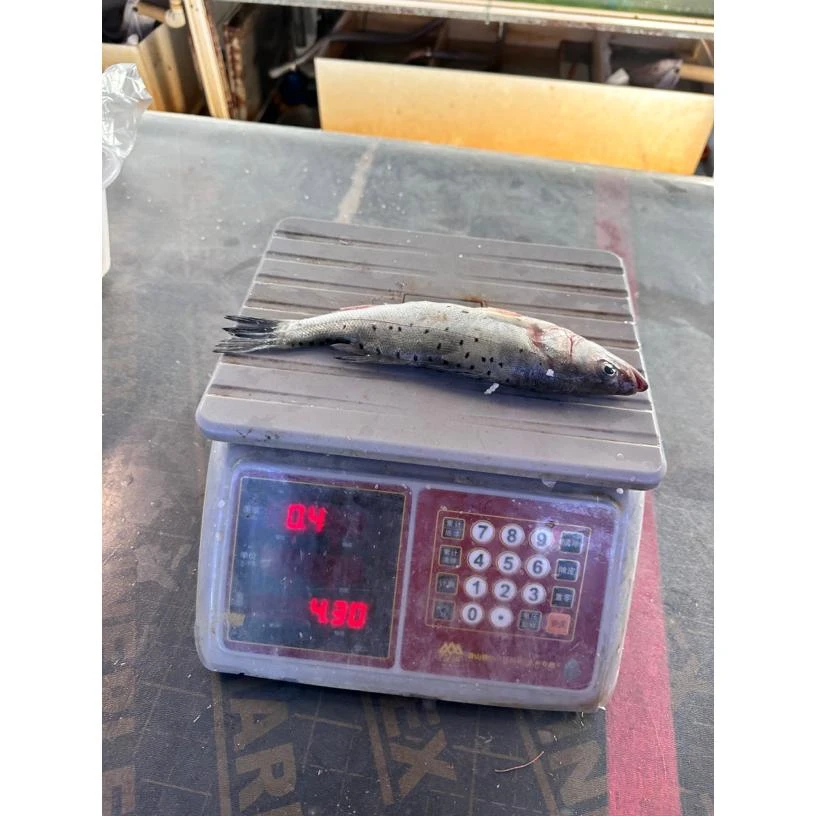 渤海湾鲈鱼3斤装一条4两