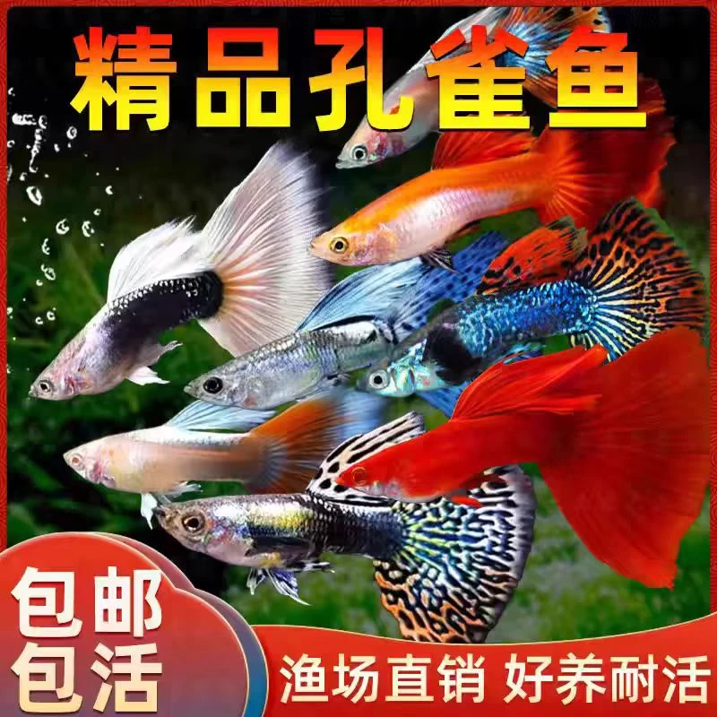 全红+红扇+象牙白26送4备损【30条】