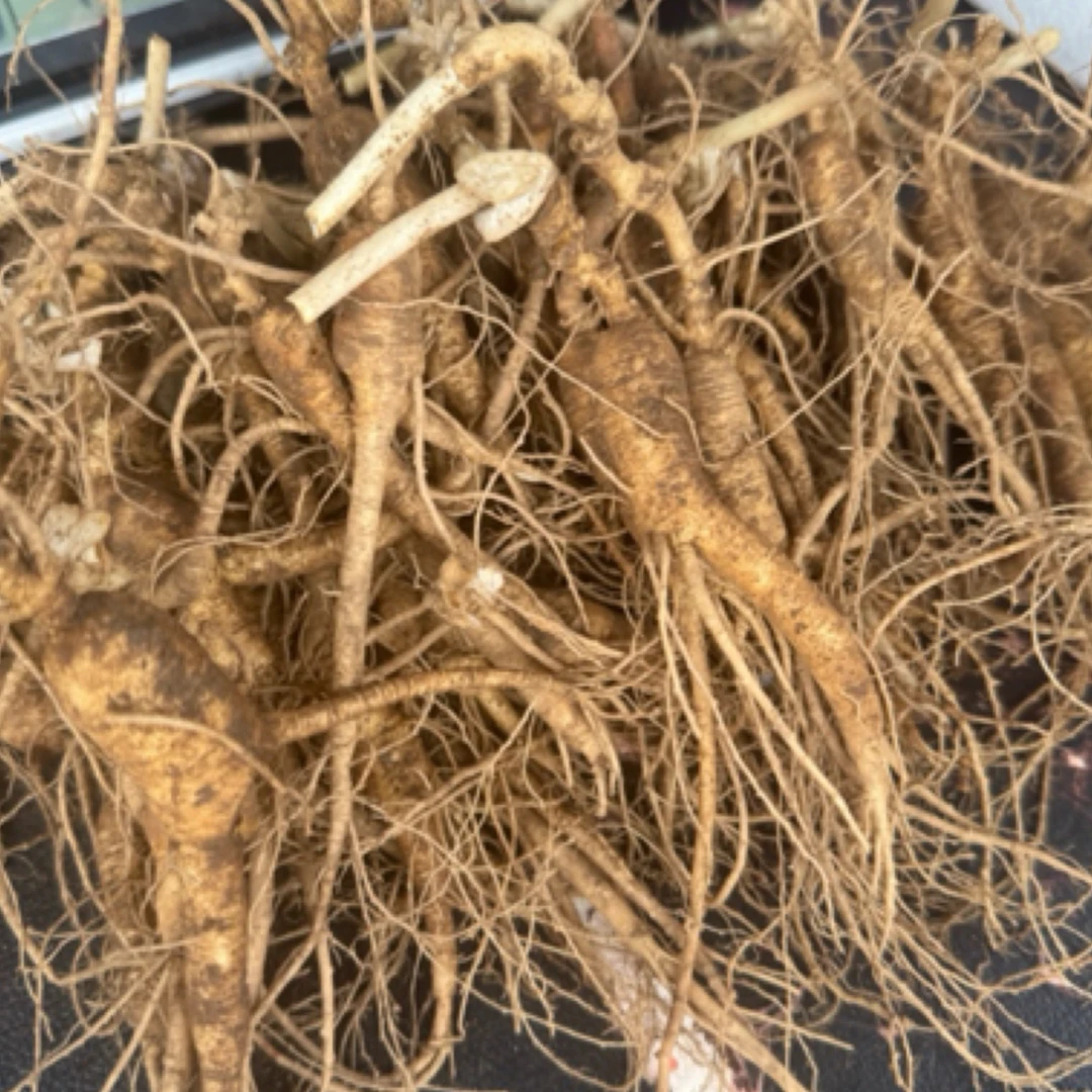 （嘉沫2）鲜品人参计重销售，梅花鹿产地