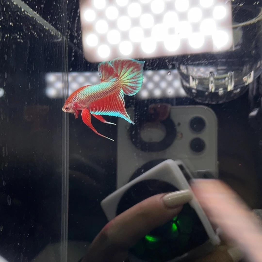 斗鱼001粉金原斗公