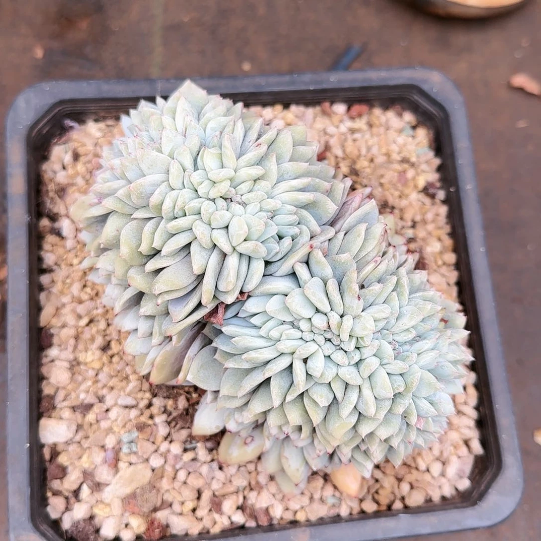 梦露缀，012号68            肉