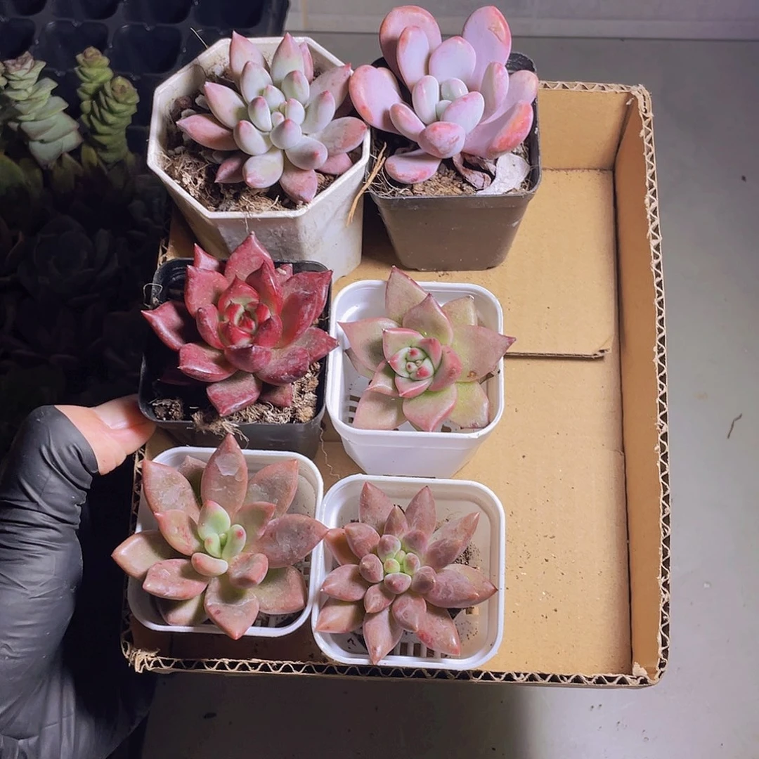 6颗多肉约4/5厘米带盆土