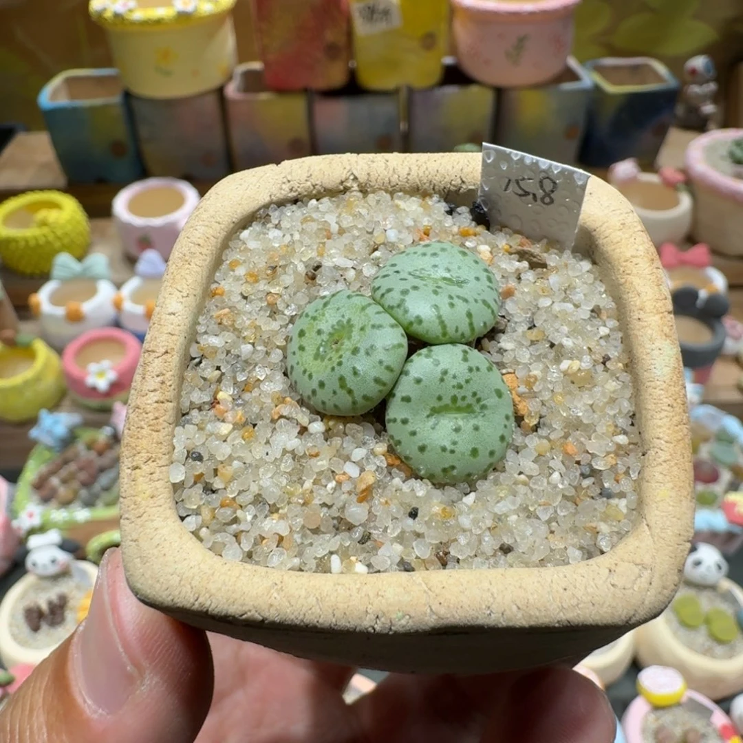 蘑菇1108安贞多肉植物