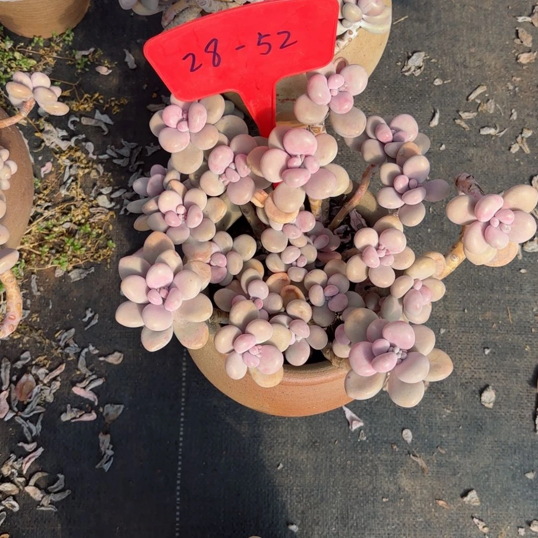 浅***唇桃蛋28-52。