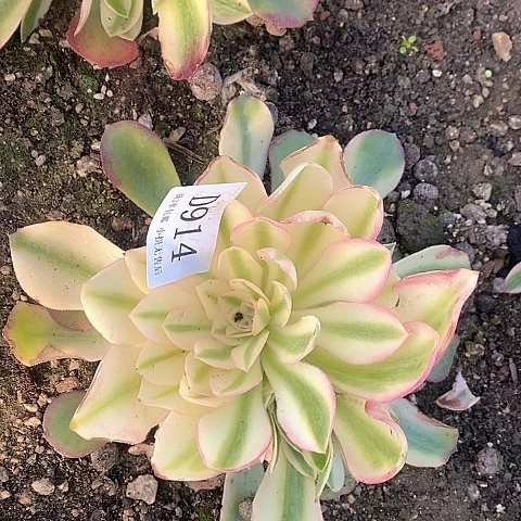 914香妃多肉法师