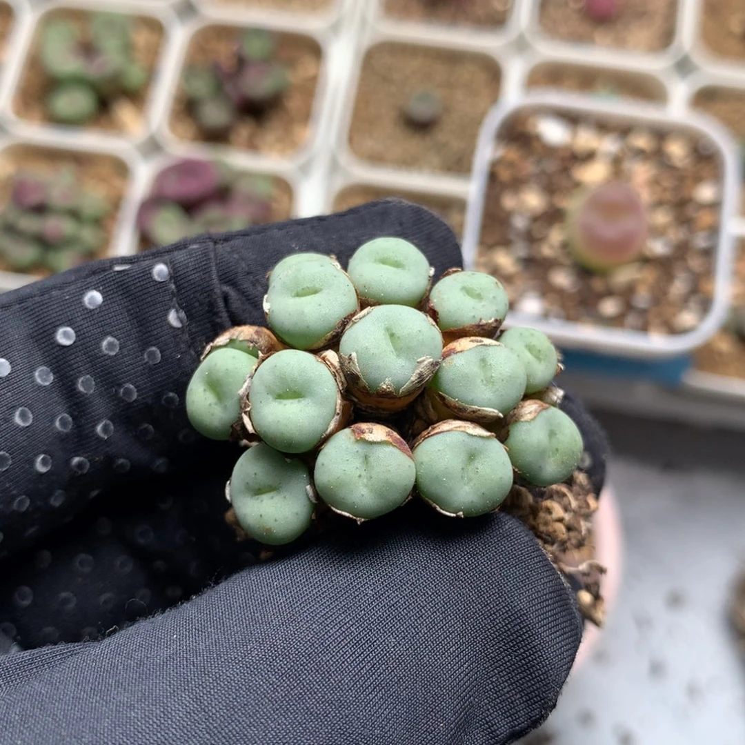 158饼嘴母本一颗