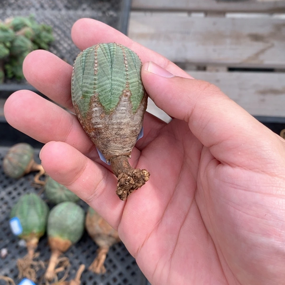 欧系实生布纹球多肉植物