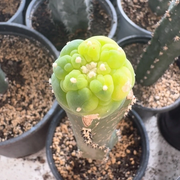 V***s新年福利新年福利