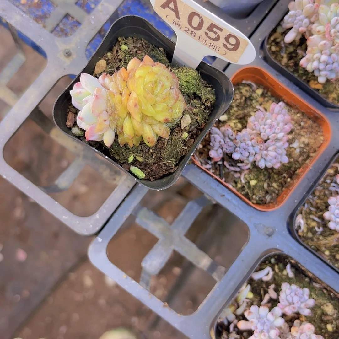 欣***.A059石化一物一拍