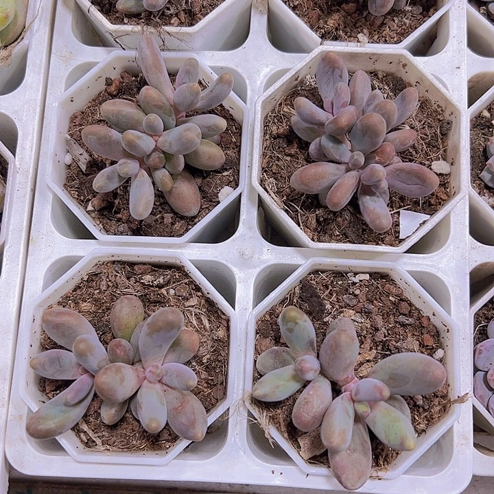 糖果美人无售后19包油