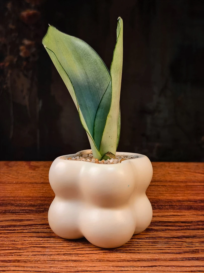 白玉虎皮兰桌面微景观（缸体8*8）懒人福音办公桌家具摆件养眼乐趣