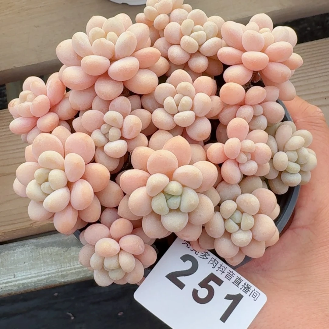 洛可可老桩         精品多肉