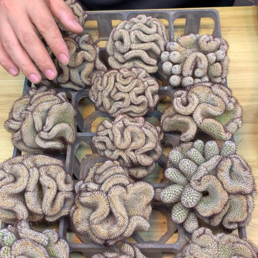 自根 出根芽直刺裴蕾缀化 整体9公分起发