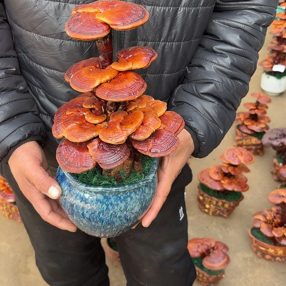 无花朵灵芝是我国著名植物