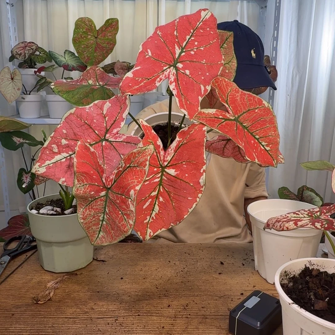 无花朵火凤凰    1108