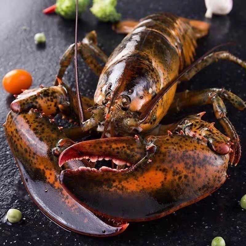 【冰鲜波龙 】海鲜直播称重为准1斤-15斤起脱水5%算正常介意勿拍