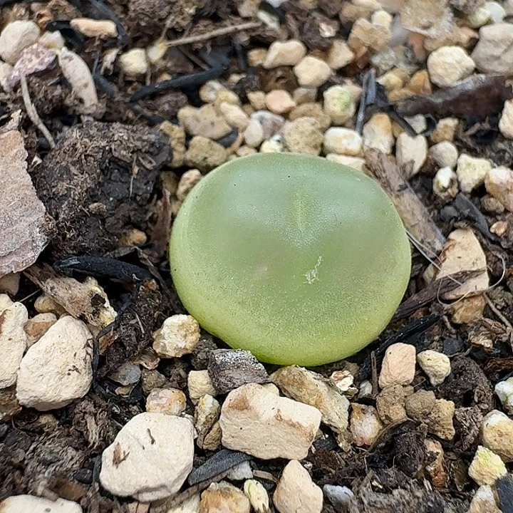 老马生石花1.4拉登1511