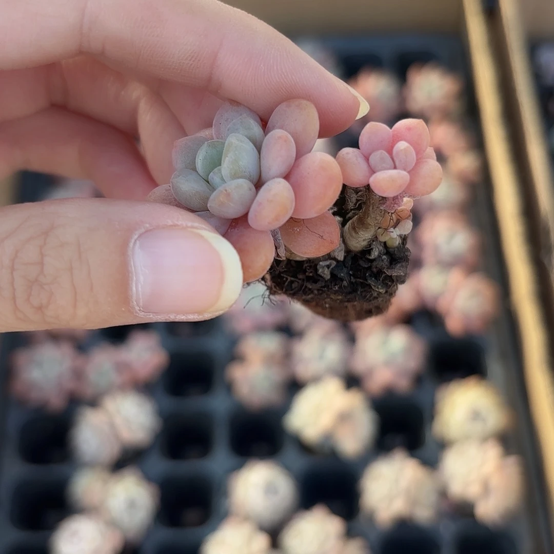 小穴苗花斑鹿3米2颗