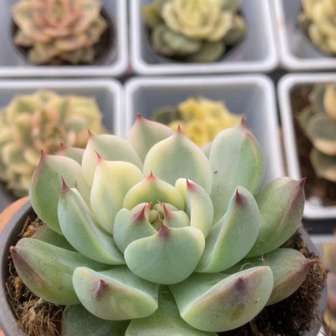 462锦锦锦锦锦锦锦锦