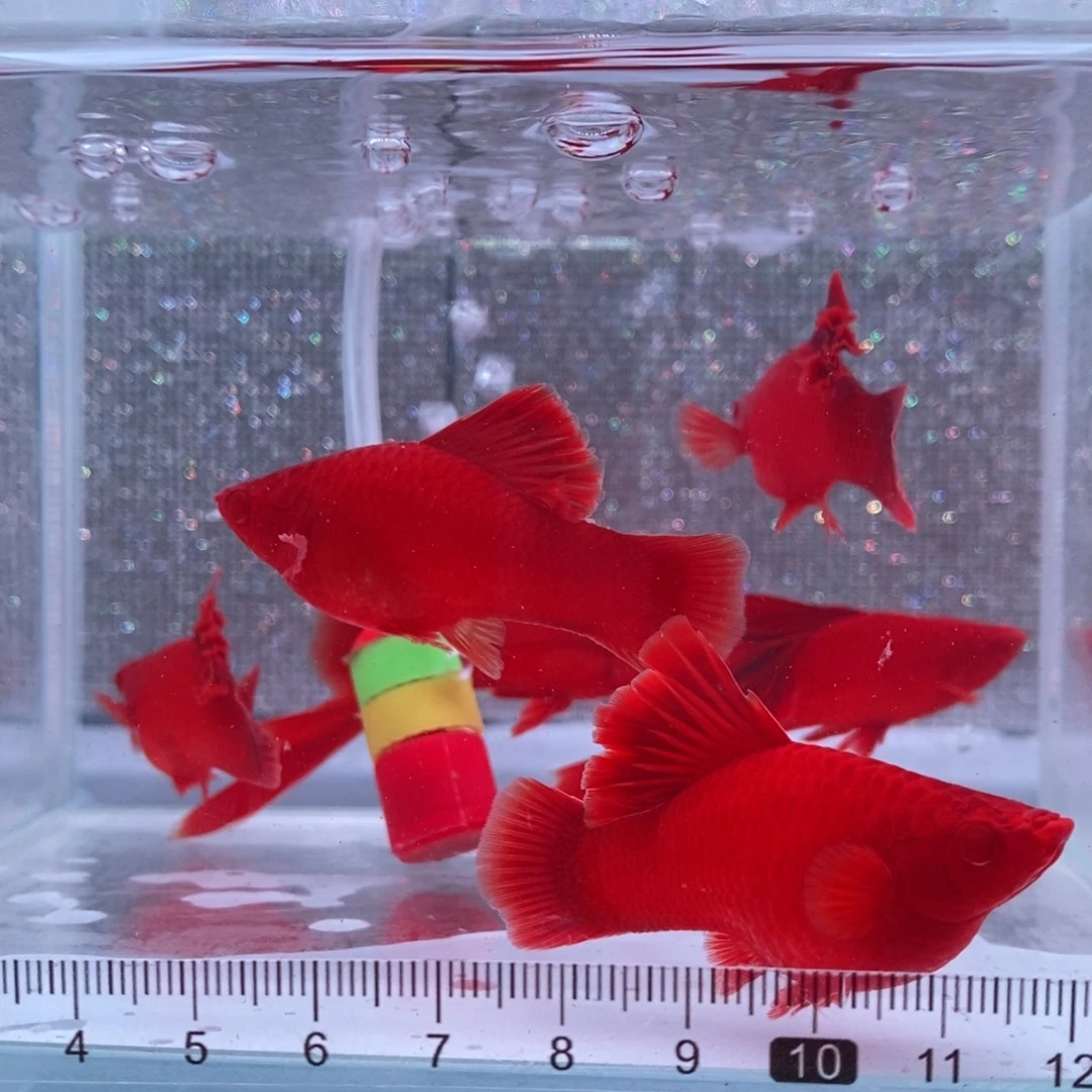 红剑鱼高鳍红剑成鱼2刀4母