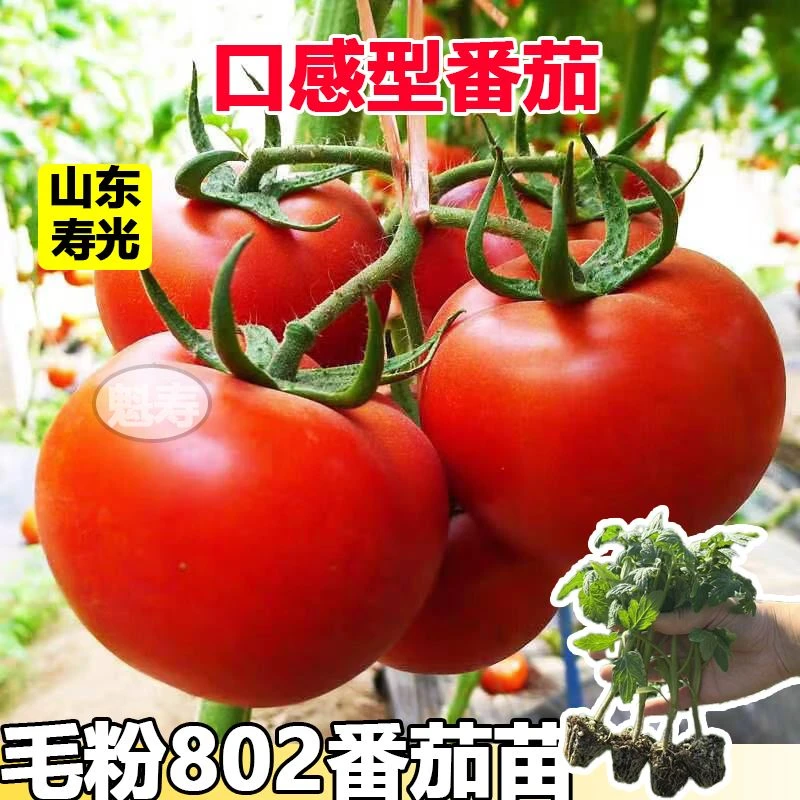 老品种沙瓤毛粉802番茄苗秧大粉西红柿种子圣女果四季盆栽带土球