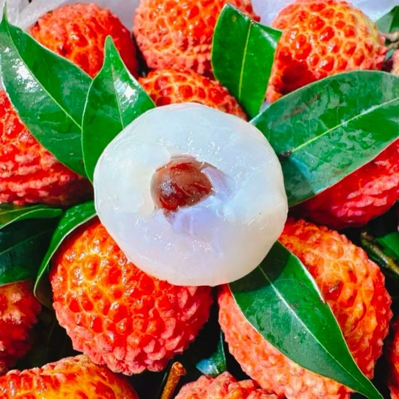 【头等果舱】妃子笑荔枝约500g