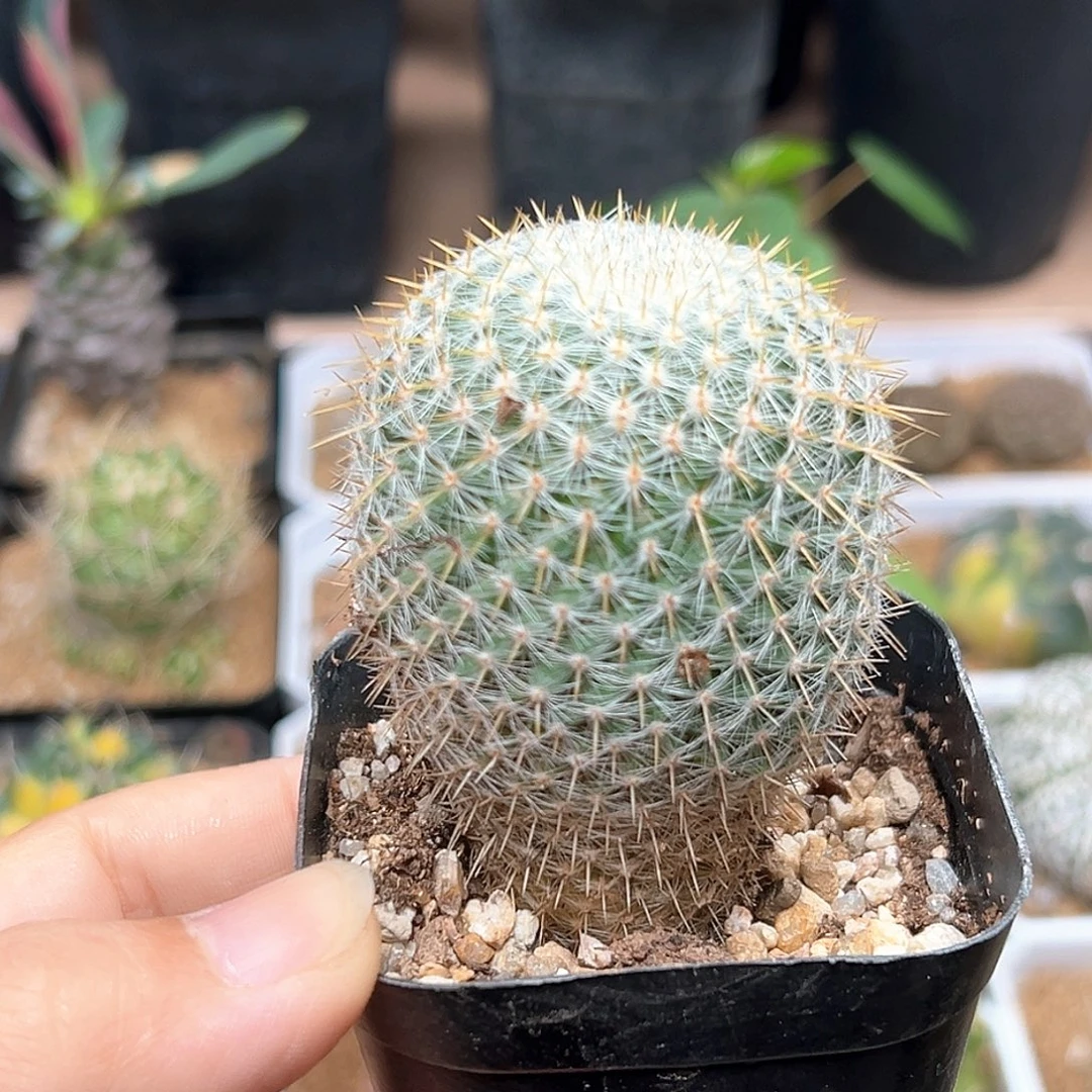 无花朵乳突实生球一颗一颗