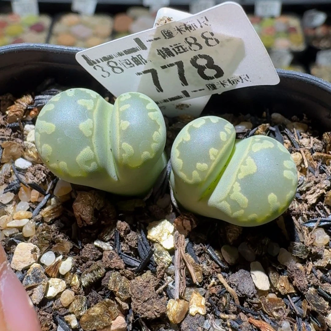 Sss便宜了便宜了778卡3.3