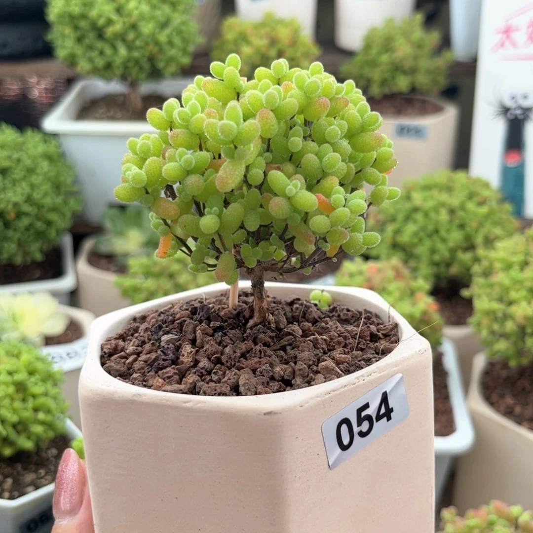 无花朵054金桔可爱多肉