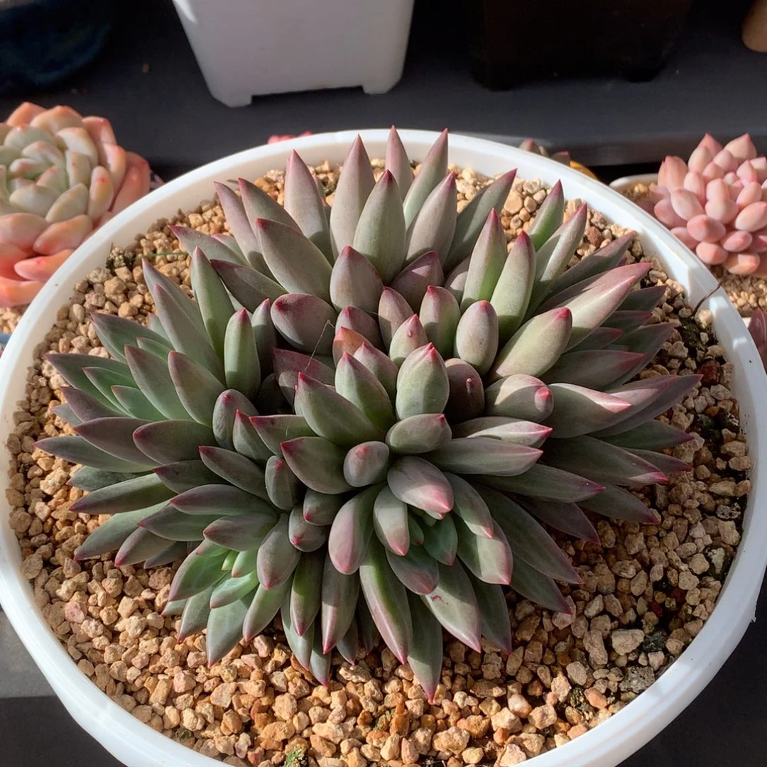 我们家的小姐姐们