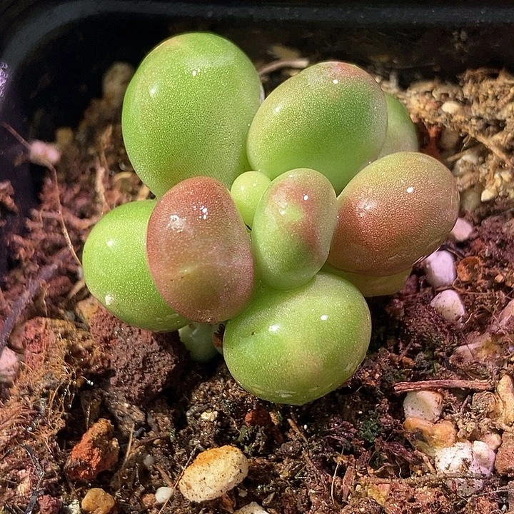 Kk奶酪锦多肉植物