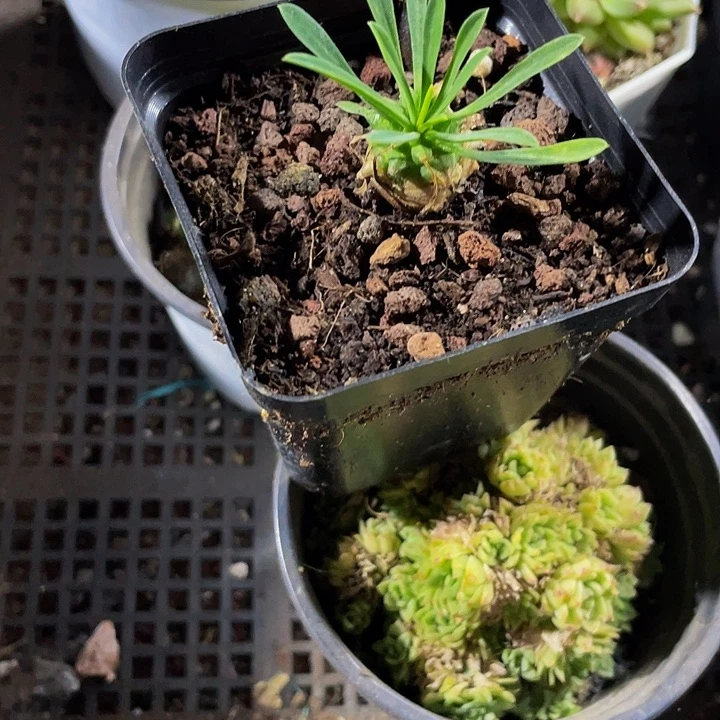 小菠萝2.8带盆土发