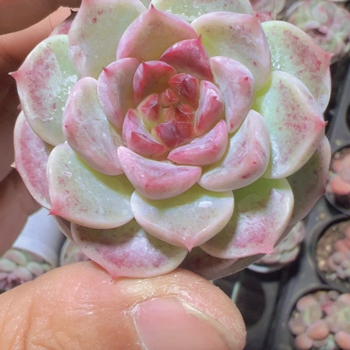 韩版天鹅绒精品多肉植物