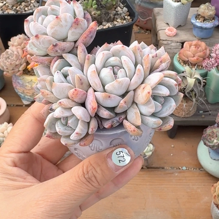 572 多肉含土30元包邮➗偏远地区