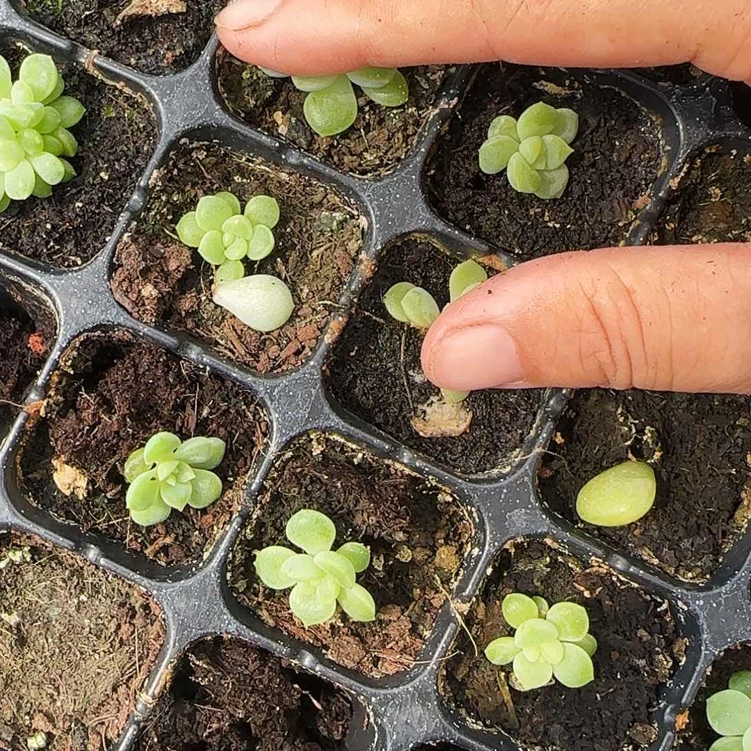 隐藏小苗穴一个满25包邮