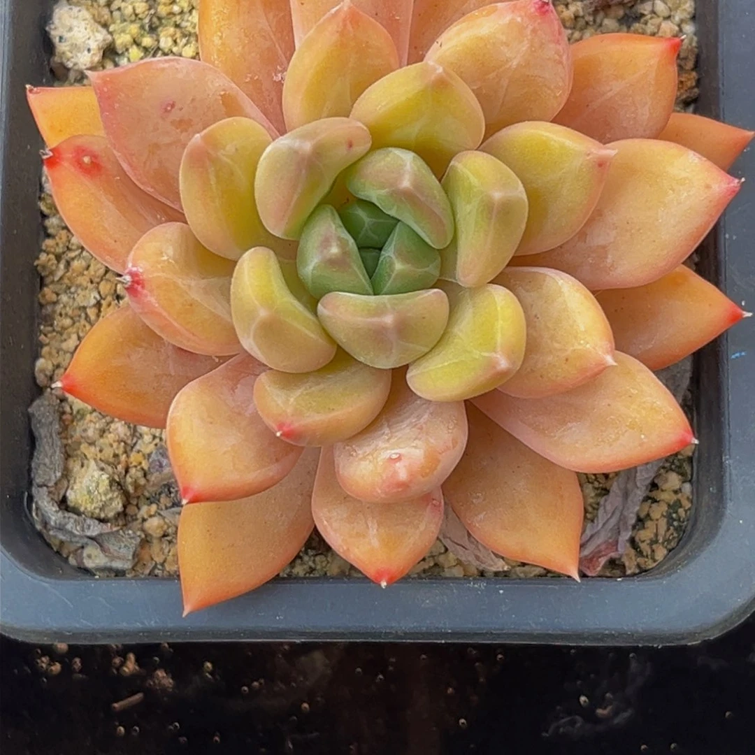 2533下午多肉植物群生