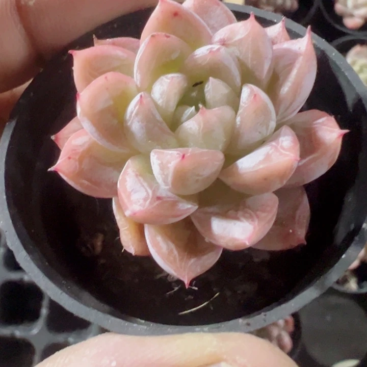白达翡翠精品多肉植物